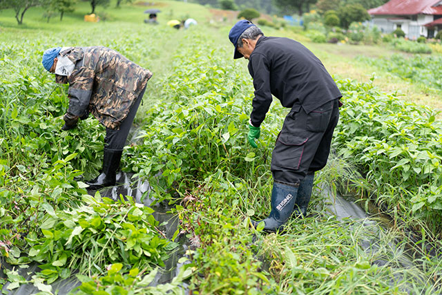 藍の刈り取り