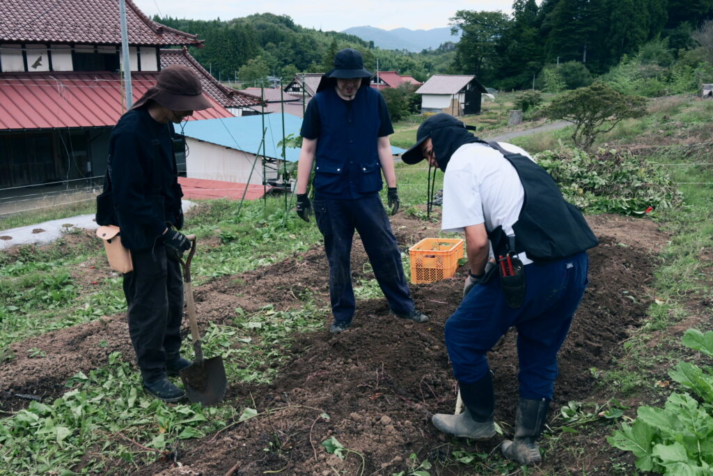 さつまいもほり体験の様子